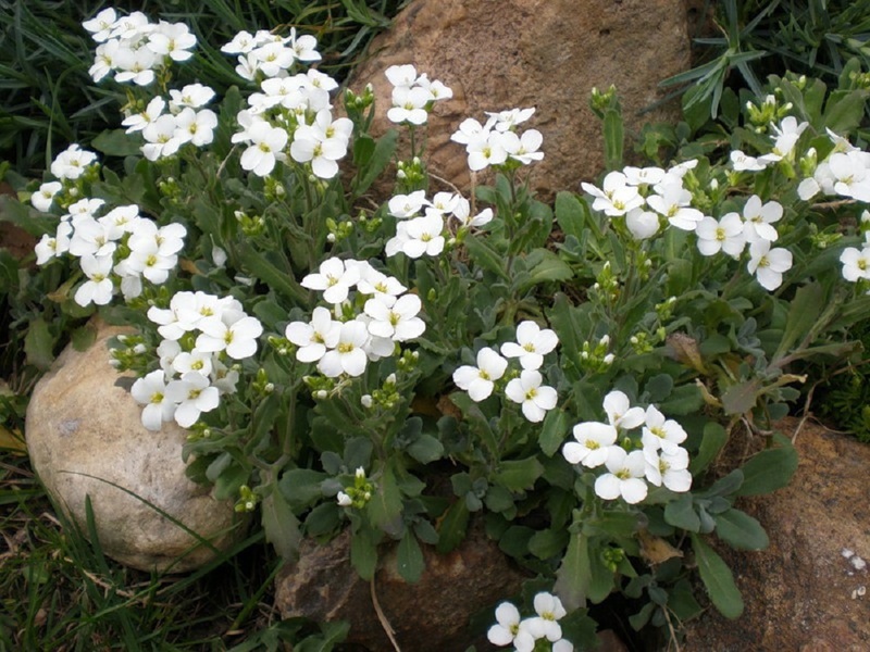 نبات أرابيس متنوعة جبال الألب الثلجية