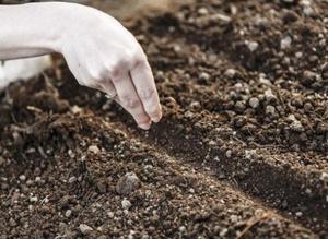 Säännöt arabiksen siementen istuttamisesta avoimeen maahan