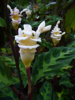Calathea bloem