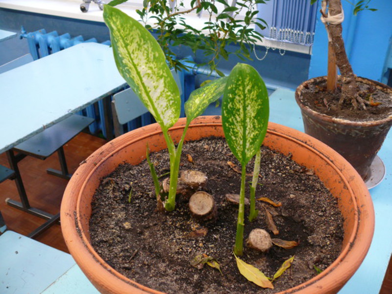 Root system ng Dieffenbachia