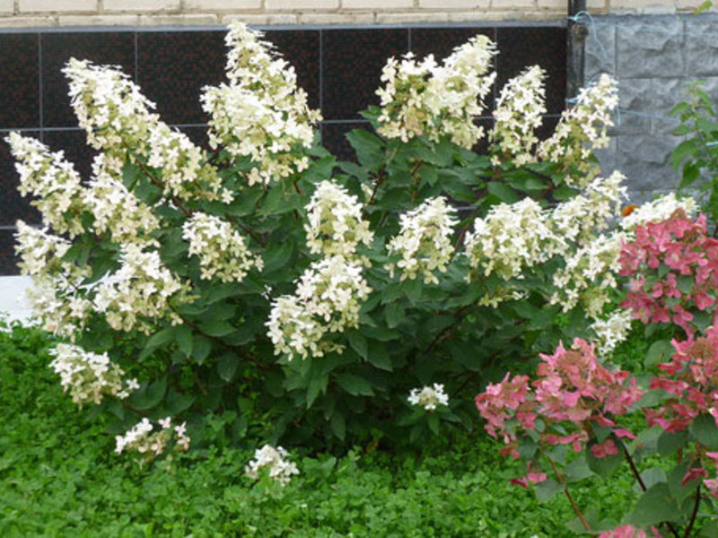 Hydrangea paniculata i trädgården