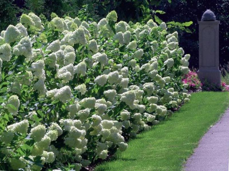 Använda hortensia paniculata