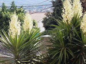 Yucca Pflanze Aloe Blatt