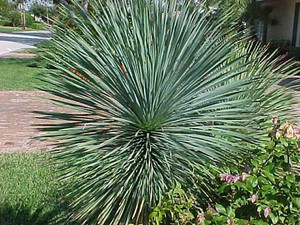 Yucca plante