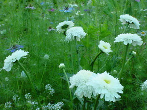 Syarat untuk menanam daisy