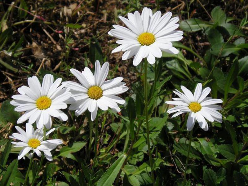 Nivyanik Blume und ihre Beschreibung