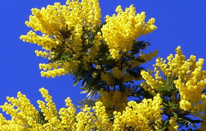 Geltona „Mimosa“ nuotrauka