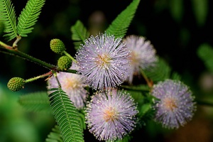 Lumalagong mimosa sa bahay