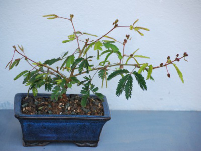 Mimosenpflanze in einem Topf