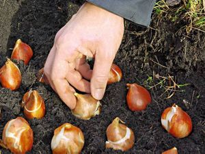 Piantare ixia in primavera: i bulbi vengono piantati nel terreno.