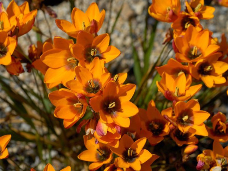 Ixia oranžs - spilgti ziedi