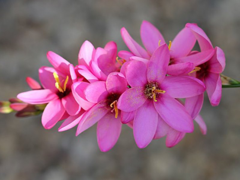 Ixia hybridní růžová může být kombinována s jinými květinami, například s mečíky.
