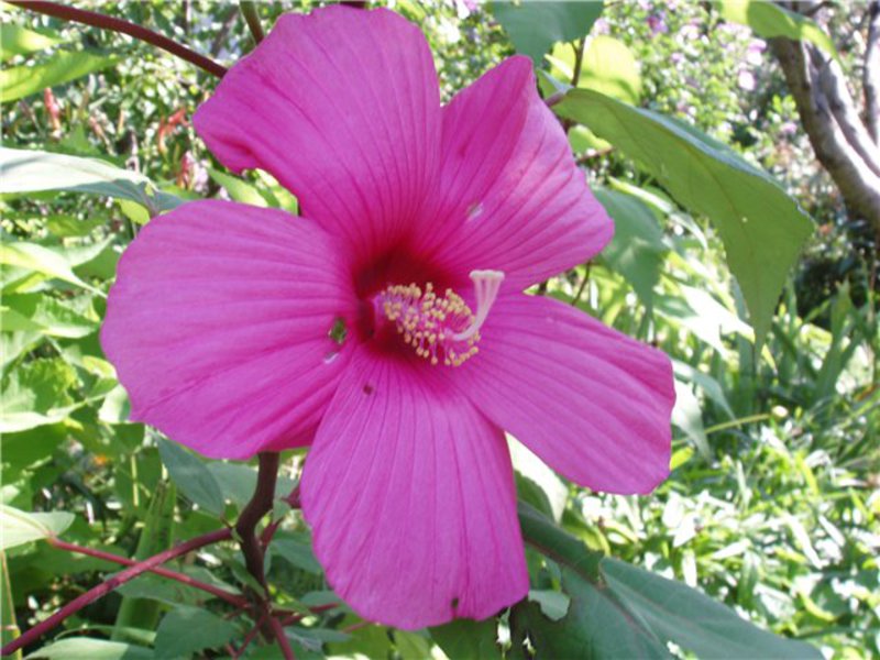 Розовото цвете хибискус е показано на снимката.