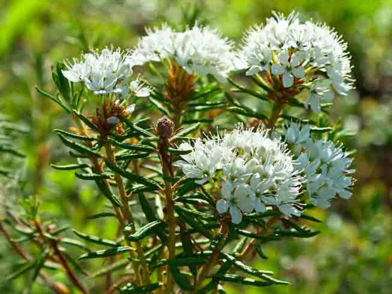 Les inflorescències de Ledum són boniques i fàcilment recognoscibles.