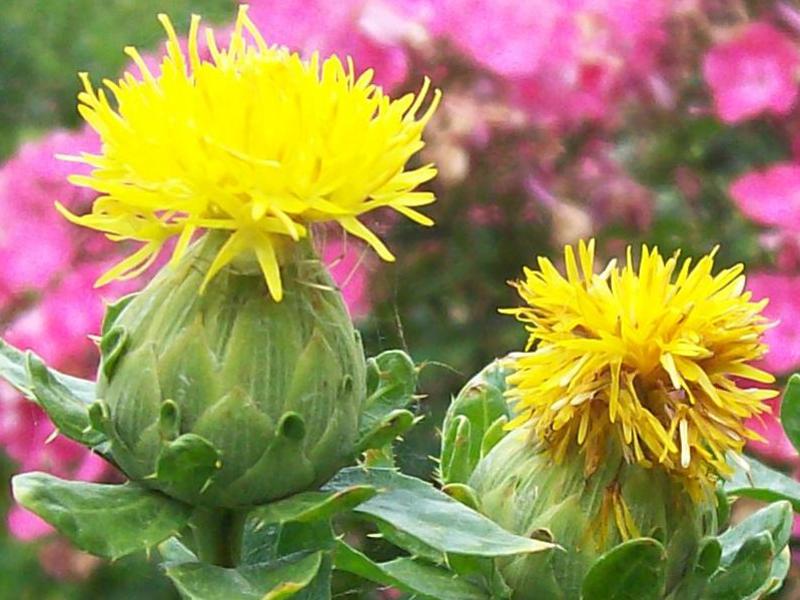 Safflower is used very actively in medicine.