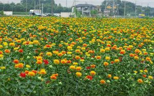 Wachsender Saflor auf einem Bauernhof - ein Feld in Blumen.