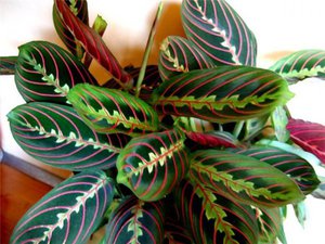 Arrowroot tricolore è un'altra varietà di piante in vaso.