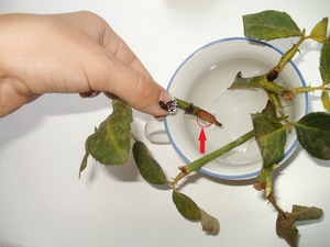 Hoe werkt het rooten van rozenstekken