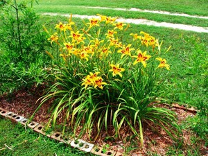 Periodo di fioritura dei Daylilies