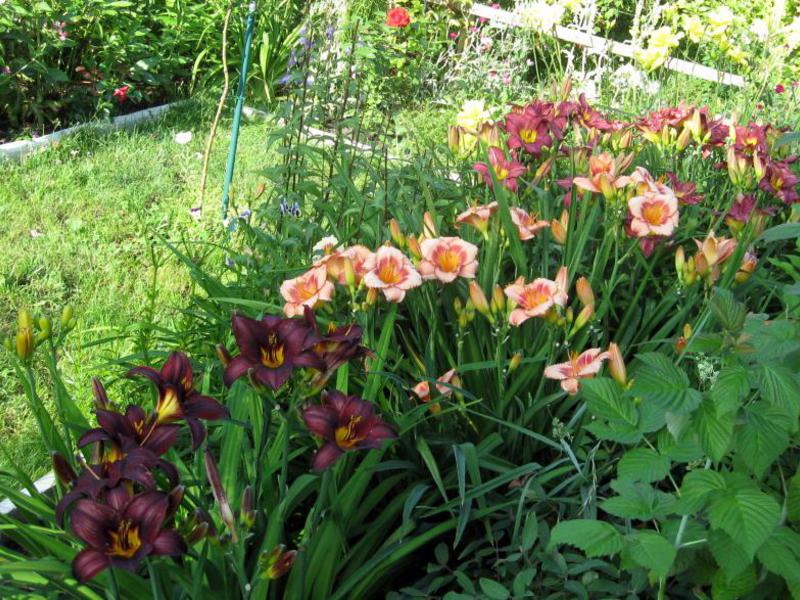 Daylilies nel design del giardino