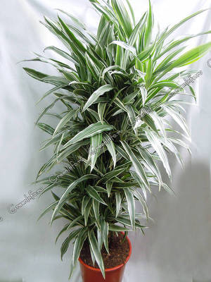 Dracaena deremskaya - مجموعة متنوعة مثيرة للاهتمام من نباتات منزلية