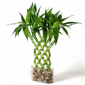 Happiness bamboo is a type of dracaena.