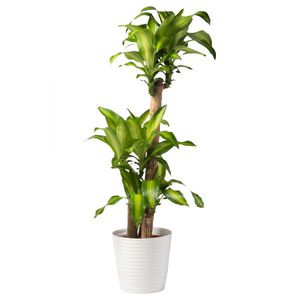 Duftende dracaena er en type potteplante.