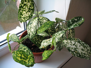 Dracaena Godsef yra viena iš populiariausių šio augalo veislių.