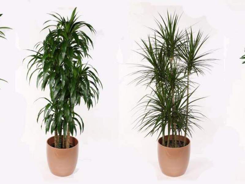 Dracaena at home does not require special care.