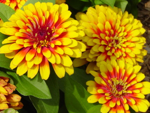 Ένα όμορφο λουλούδι που ονομάζεται Zinnia