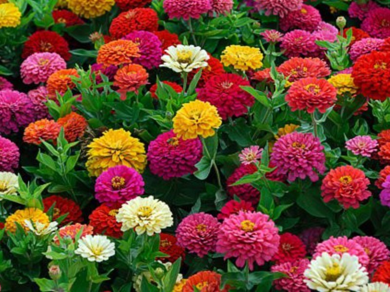 Χρώμα λουλουδιών Zinnia