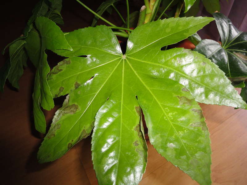 Fatsia plant