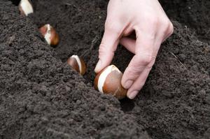 Plantar bulbos de tulipán