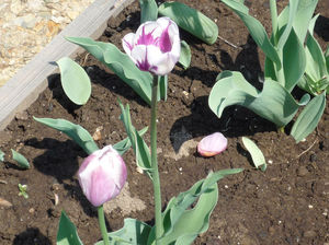 Skadedyr av tulipaner