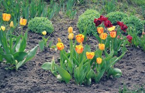 Hvordan plante tulipaner om våren