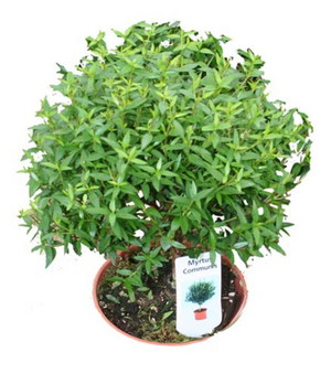 Kamermirte (Myrtus) is een sierpotplant.