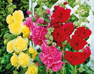 Mengikat batang bunga mawar membolehkan anda menanam bunga tinggi yang indah.