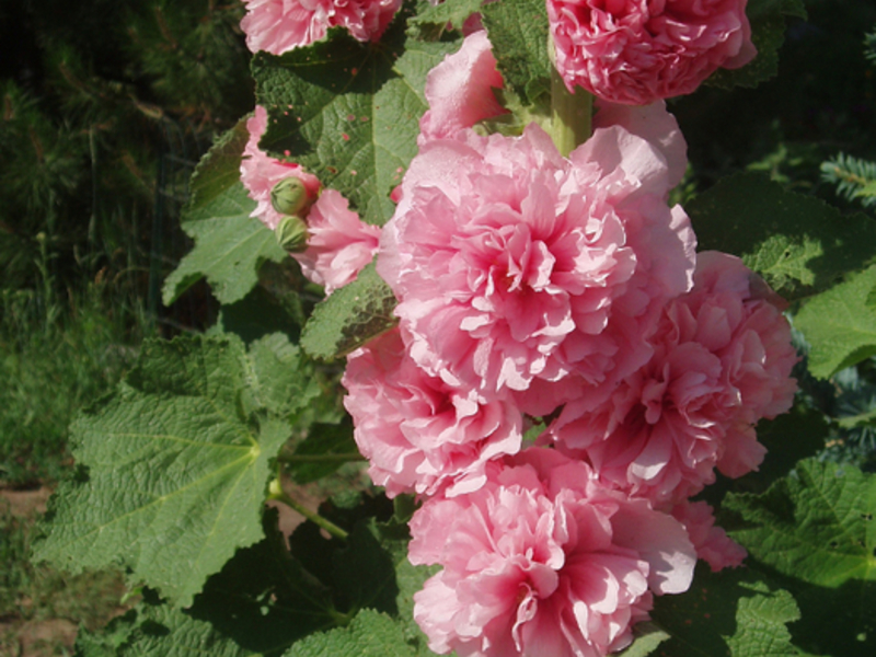 Le rosier ou mauve est une plante de jardin très appréciée sous nos latitudes.