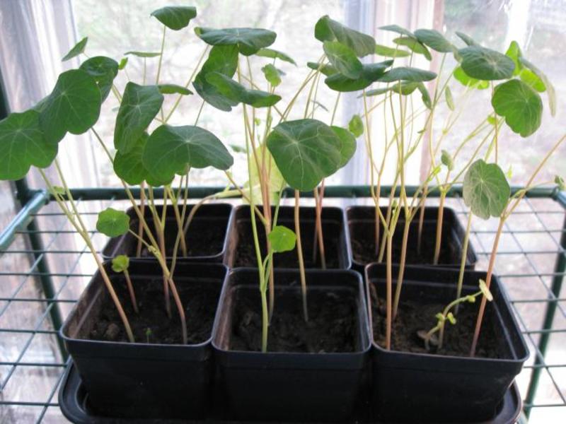 Planta utilă nasturtium