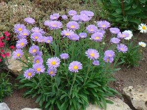 Aster seedlings are sold in specialized stores.