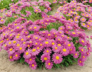 Alpine aster pink é uma das espécies desta planta com flor.