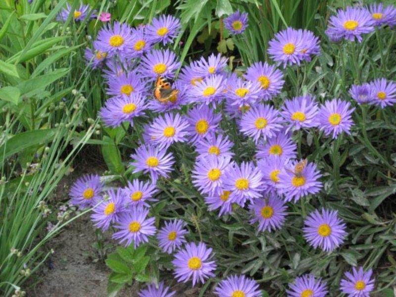 The alpine shrub aster is usually planted in the spring and the flowering period is in the summer months.