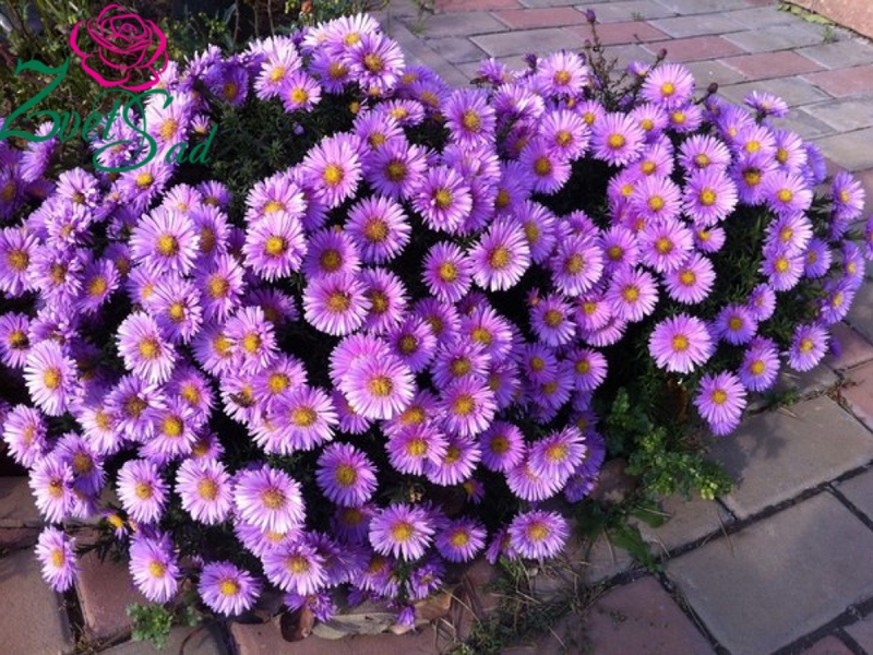 Low-growing aster is a herbaceous plant.