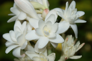 Tuberozė - gėlių nuotrauka iš arti