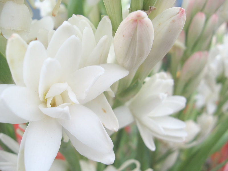 Tuberoza în grădină și acasă este o floare care poate crește atât într-un ghiveci, cât și într-un pat de flori.
