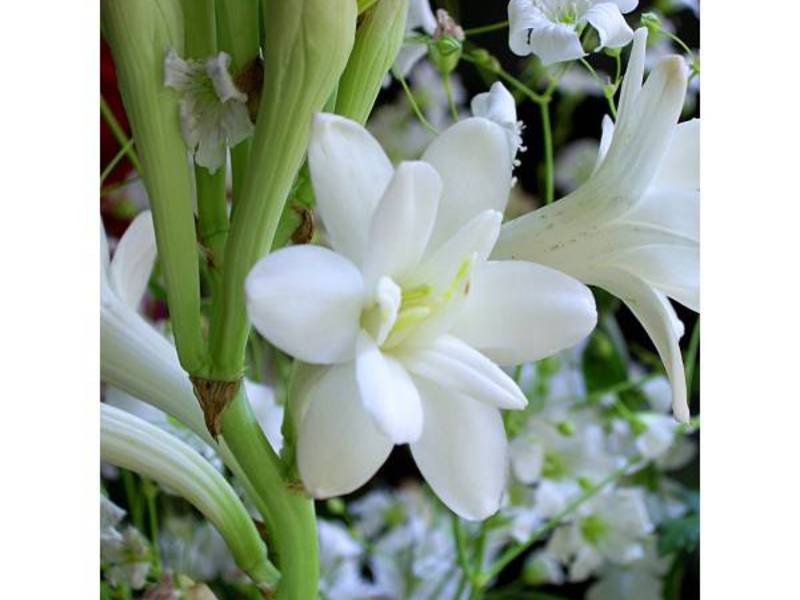 Tuberoosi on erittäin kaunis valkoinen kukka