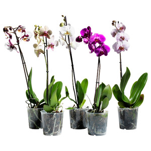 Orchidėjos vazonuose parduodamos gėlių parduotuvėse.