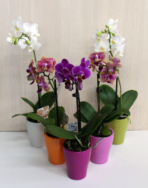 Een mini-orchidee is een plant die in huis niet veel ruimte inneemt.