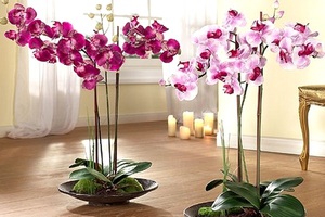 Orchidea to piękny kwiat, który jest bardzo kochany za swoje piękno i egzotykę.