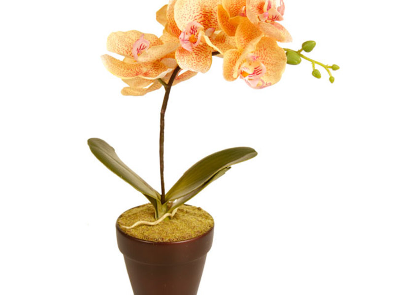 Orchidėjos žiedas gali augti plastikiniame ar keraminiame vazone.